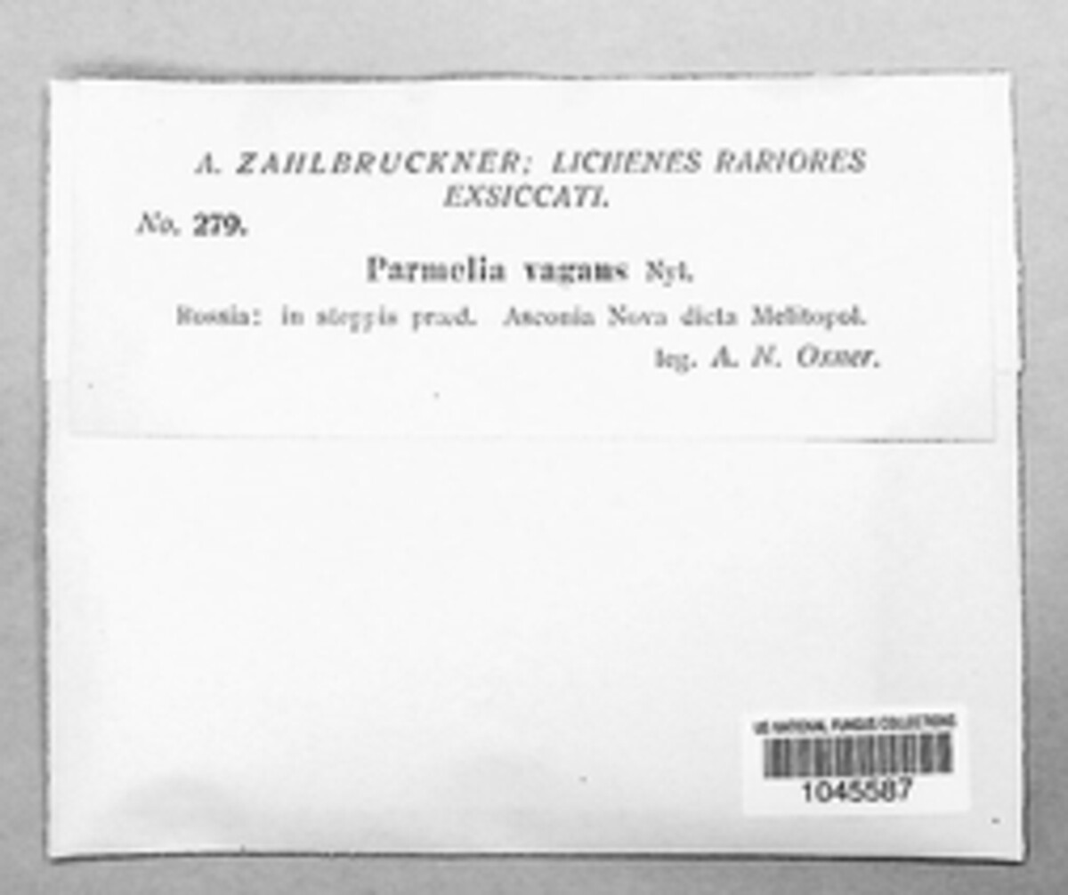 Parmelia vagans image